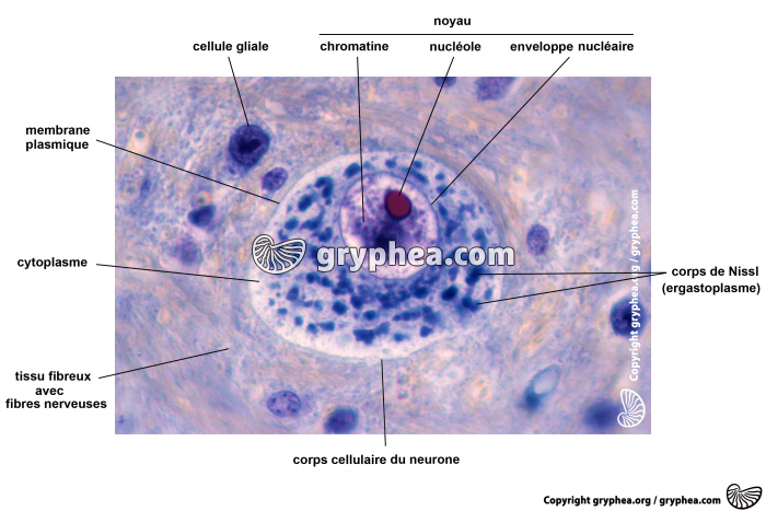 Cellule animale légendée x400 - gryphea.org